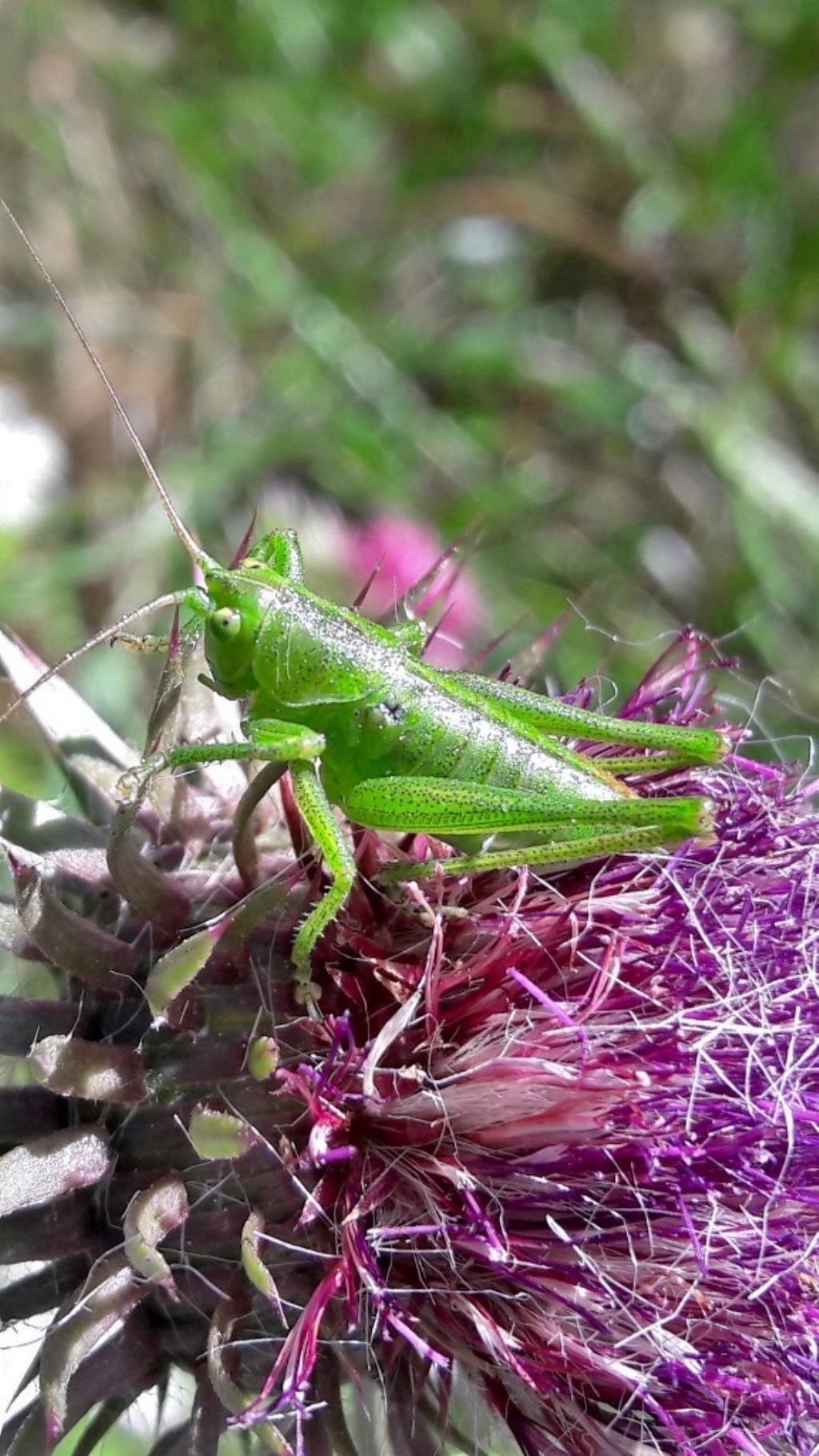 Ortottero verde: ninfa di Tettigonia viridissima